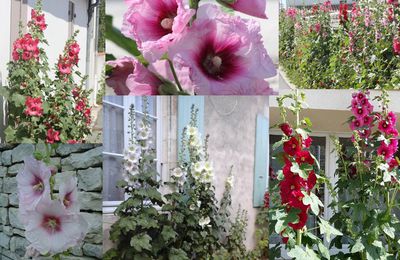 Le symbole de l'île de Ré : la rose trémière  