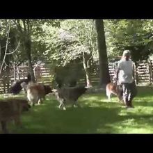 VIDÉO Léonbergs et Bouviers