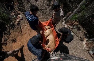 Au Mexique 700 animaux sauvages évacués d'un refuge à cause de la violence des narcotraficants