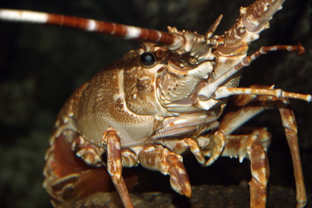 Visite de l'Océarium du Croisic Loire Atlantique