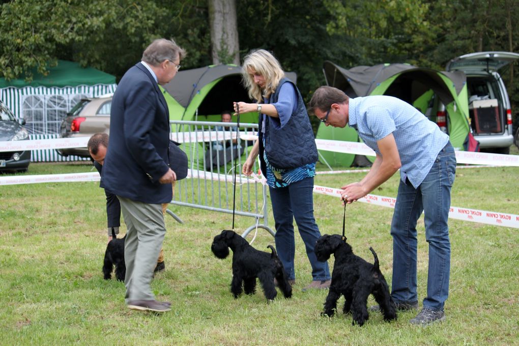 13 Sept 2015 : NE Schnauzers La Grève sur Mignon