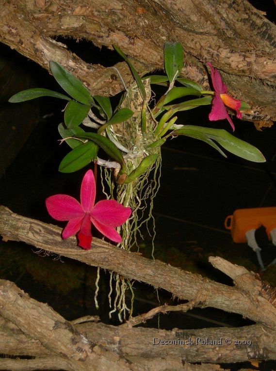 des orchidées photographiées lors de l'exposition au Bois_du_Cazier en Belgique