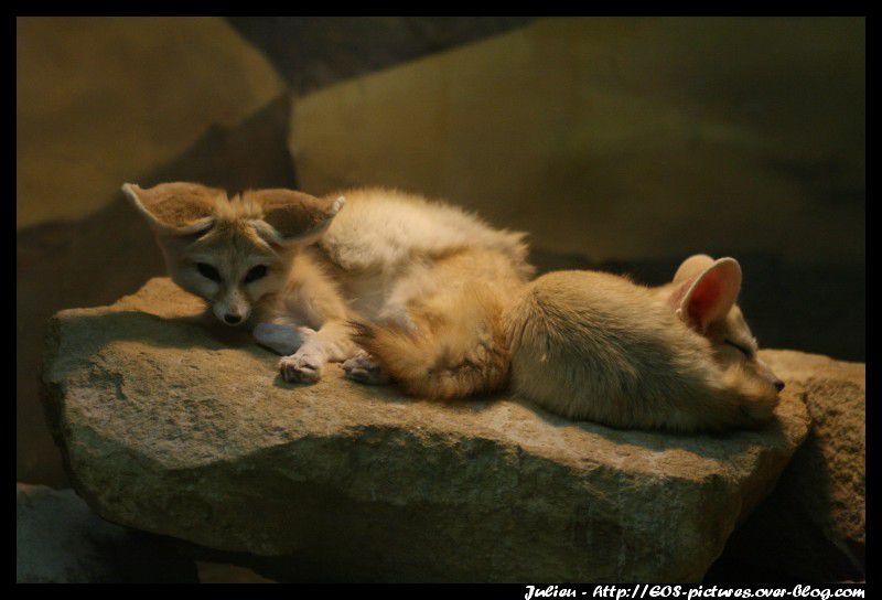 Photos du parc zoologique d'Amnéville prises durant l'année 2009.