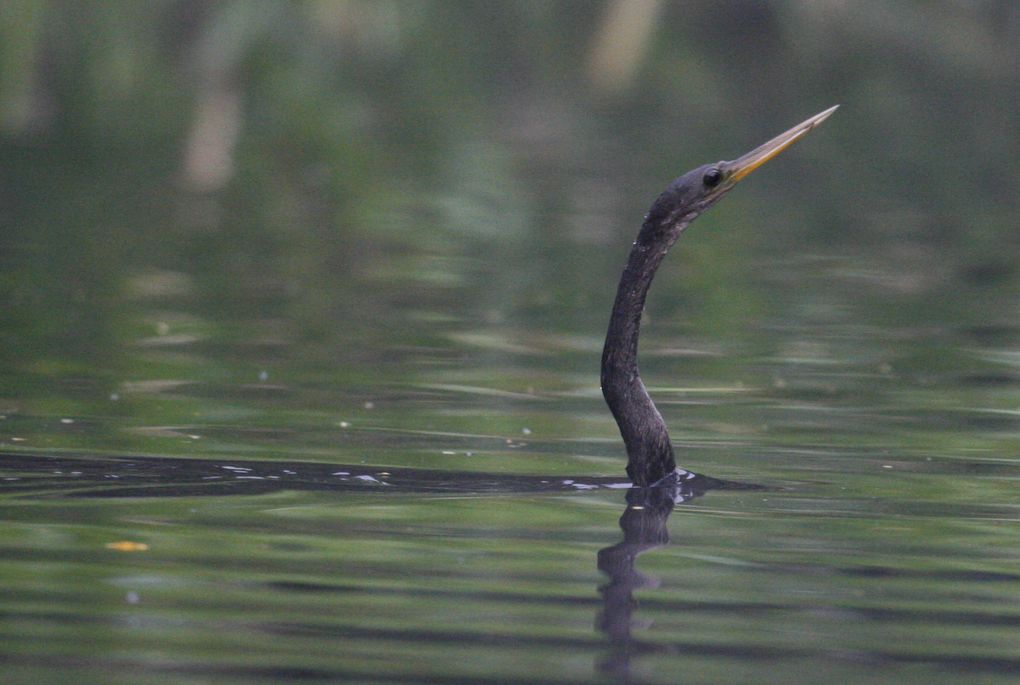 Album - Amazonie Napo Wildlife Center