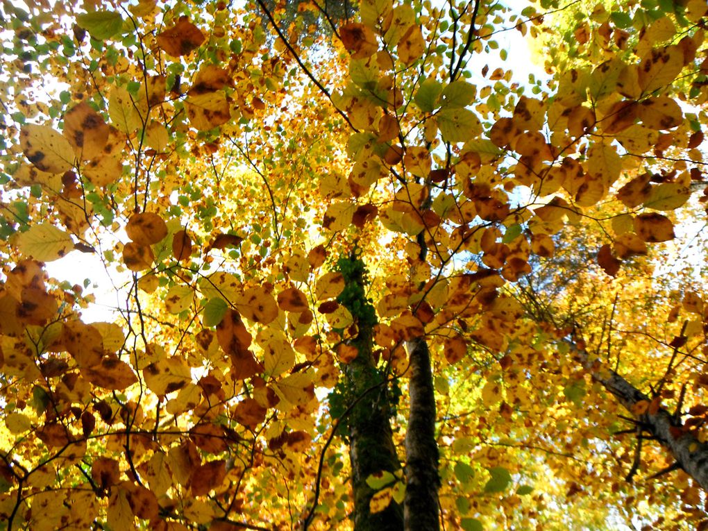 Album - St Pierre d'Entremont automne