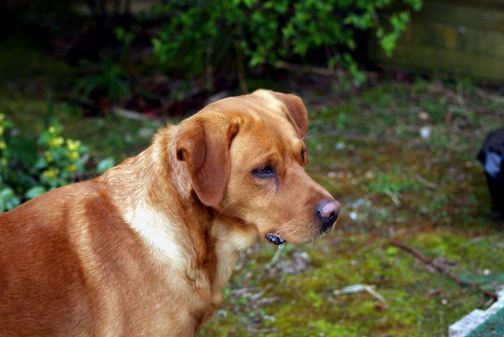 Chiens et chats divers rencontrés ou gardés chez moi... ou en visite !!