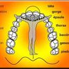 Dentisterie holistique et langage des dents