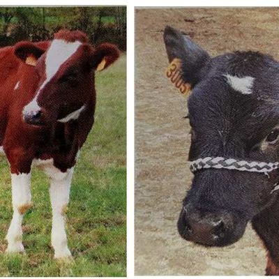 Sortie à la Ferme du Bonheur de Corbigny le 4 mai 2019