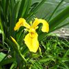 L'Iris jaune, une flamme près de l'eau - Iris pseudacorus