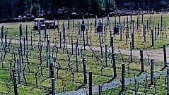 #Carmenere Producers New Hampshire Vineyards