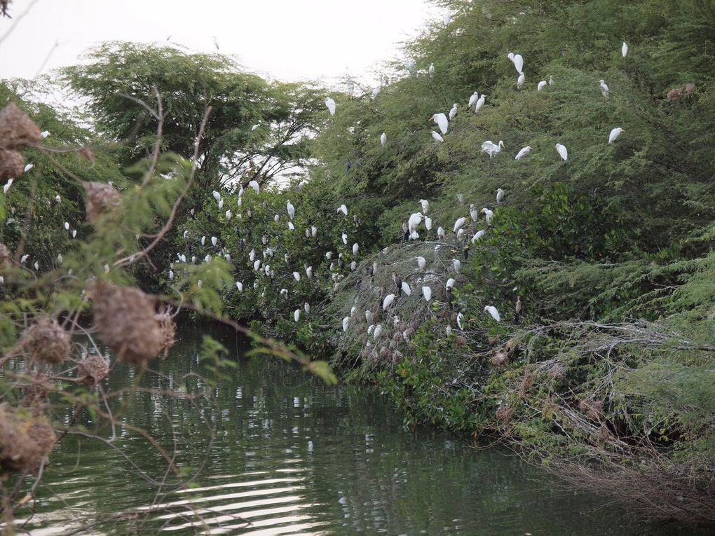 Album - Senegal-Part-2