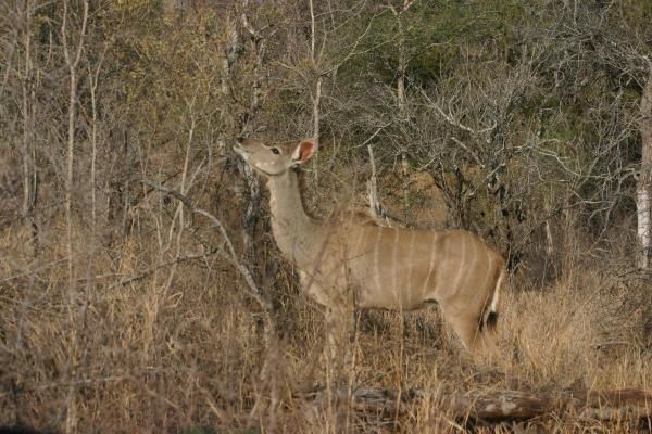 Album - Safari (Afrique du Sud)