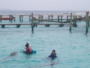 NAGER AVEC LES DAUPHINS