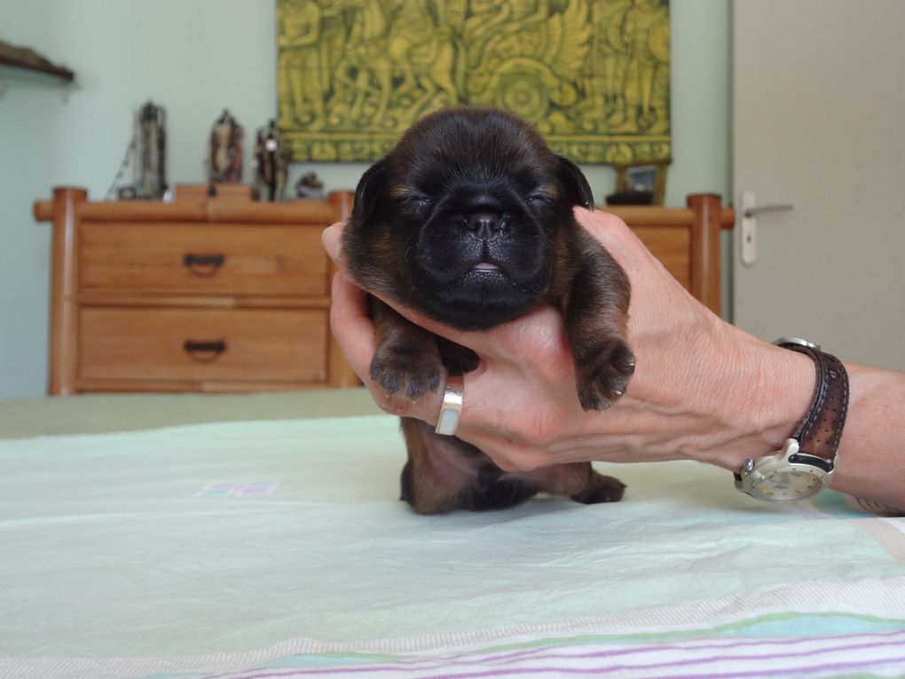 Des bébés sont nés à la Villa le 11 juin  2014