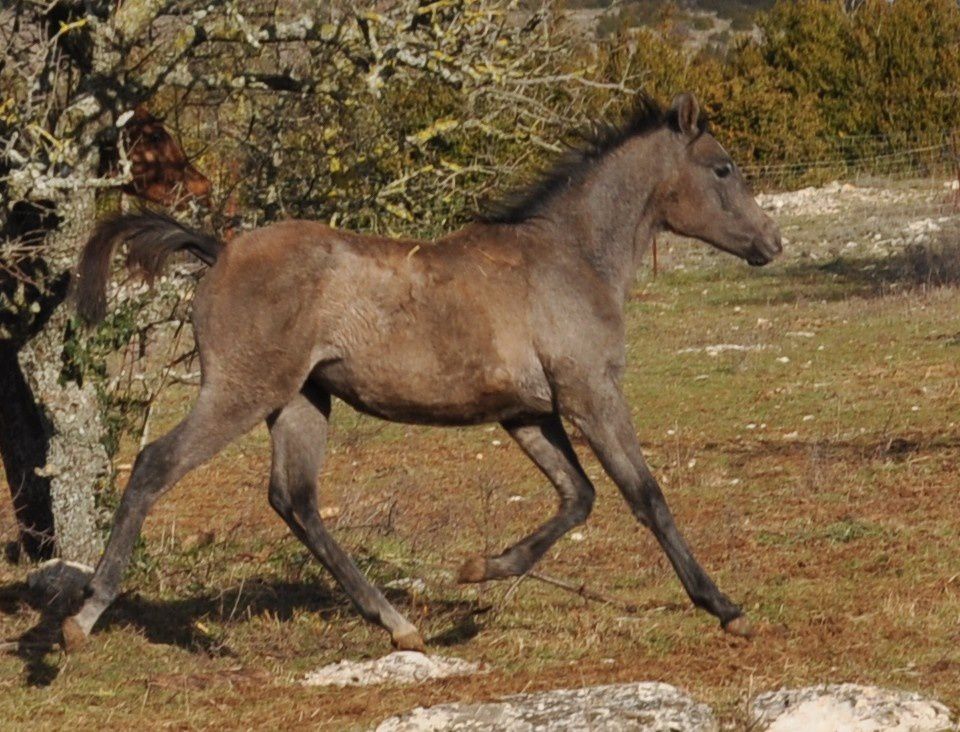 les chevaux , du poulain à la compétition...