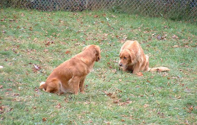 Mon chien n'est ni dominant ni soumis