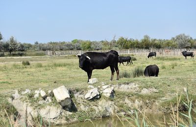 Camargue 