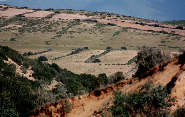 « Des forêts et des arbres pour le développement durable de l’Algérie…. » Par Karim Tedjani.