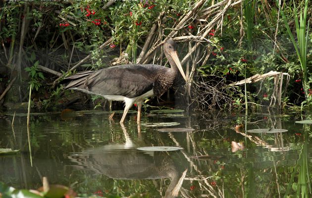 La Cigogne noire en migration