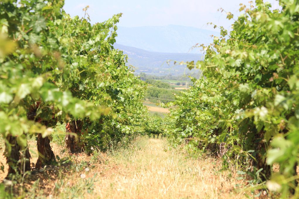 Album - vignoble-heraultais