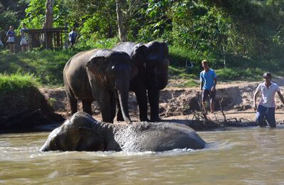 Rencontre avec des éléphants dans la jungle thailandaise et arrivée à Mandalay, au centre du Myanmar