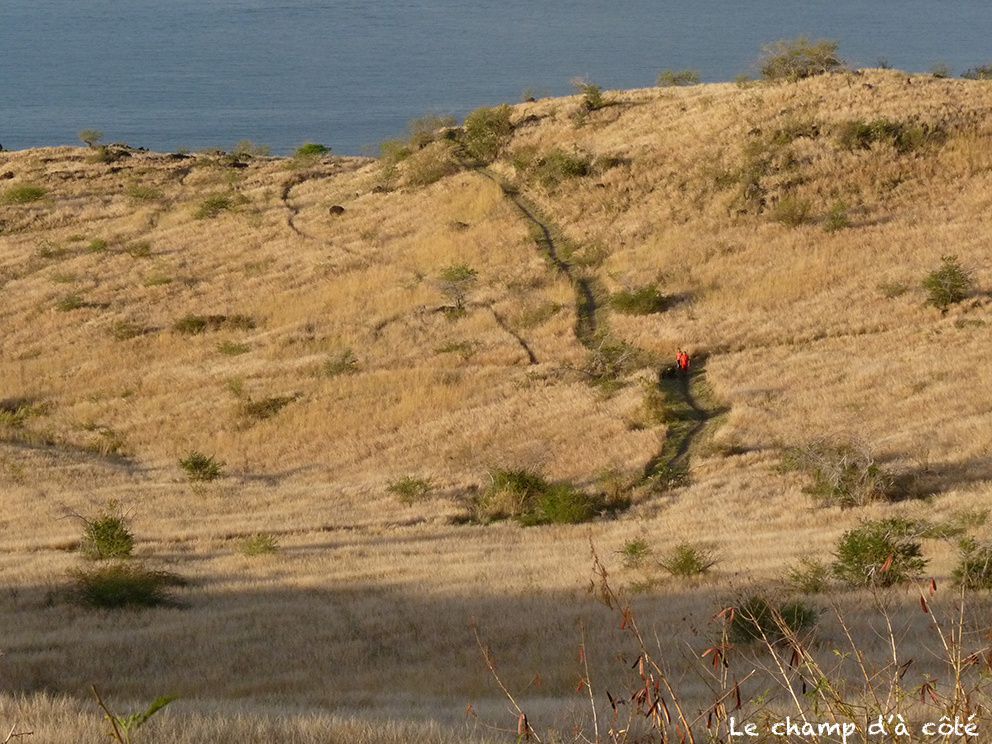 Paysages de savane du Cap la Houssaye