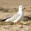 La Mouette Rieuse et les réfugiés