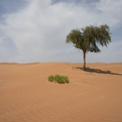 Se lever à 3h du mat' pour voir une tortue… Al Sharqiyat