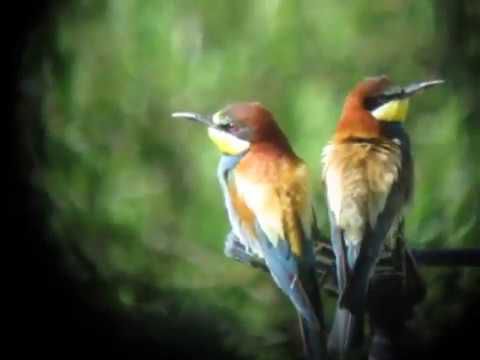 Couple d'Oiseaux Arc-en-Ciel perchés près de leur terrier !