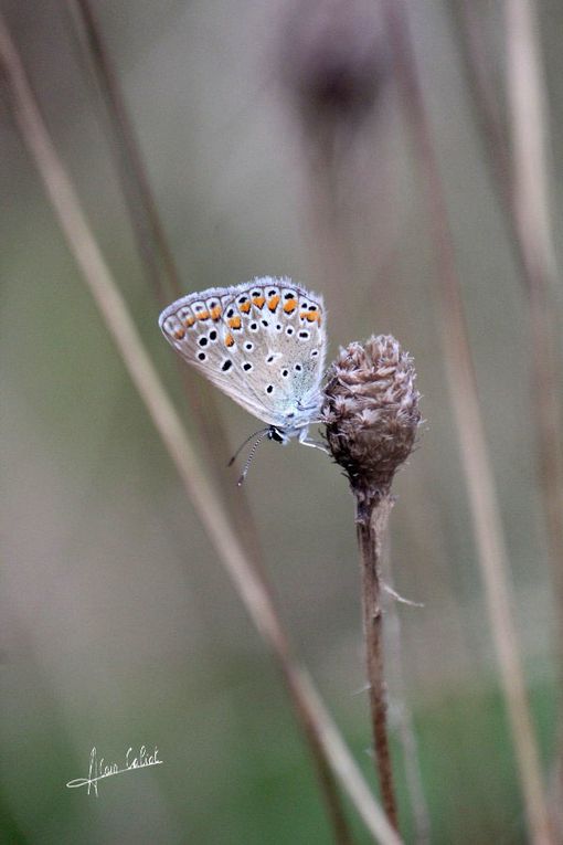 Argus bleu ou azuré