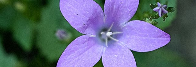 La jolie violette