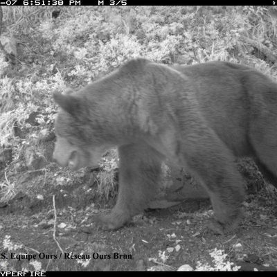 conférence "Ours brun des Pyrénées, une espèce protégée ?"