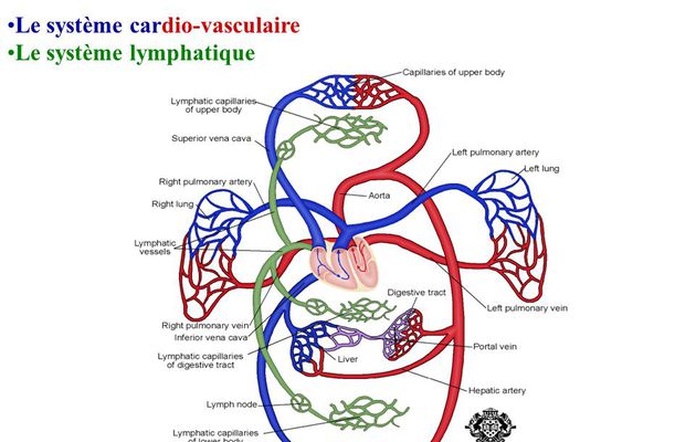 Le Système Lymphatique