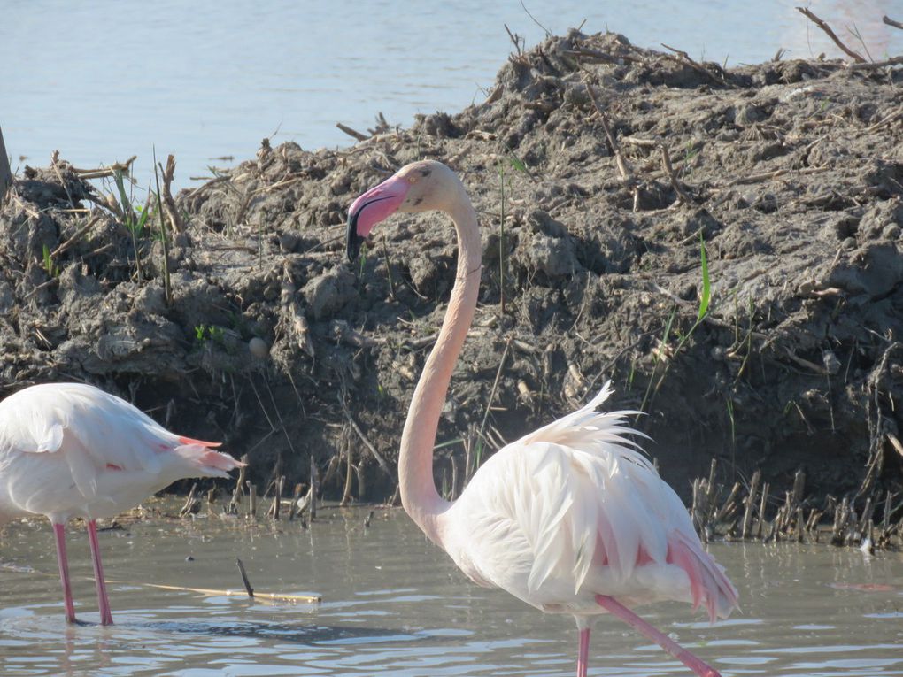 Des Flamants roses par centaine 