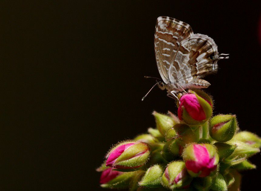 Album - Macro-Papillons