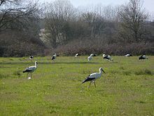 Les cigognes -  Cigogne blanche (Parc du Marquenterre) 31 Mai 2016 , Rédigé par Benoit Henrion