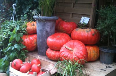 citrouilles