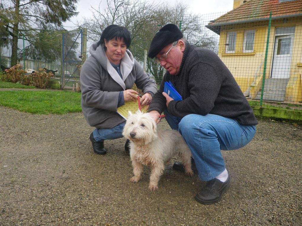 Album - CHIENS-ADOPTES-novembre-decembre-2011.