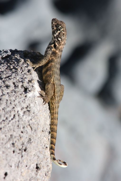 Album - oiseaux et papillons de cuba CUBA