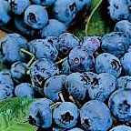 #Blueberry Wine Producers   Australia Vineyards 