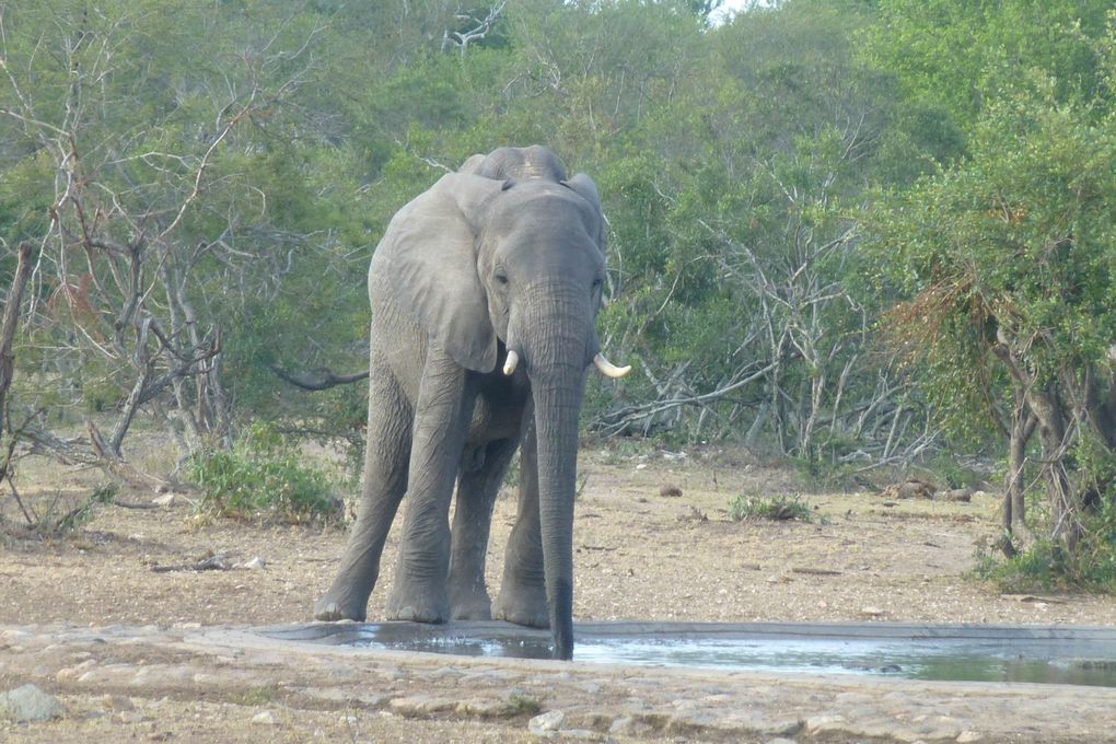 Afrique du sud 2018/8     Vers le parc Kruger