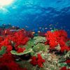 Récif corail tropical