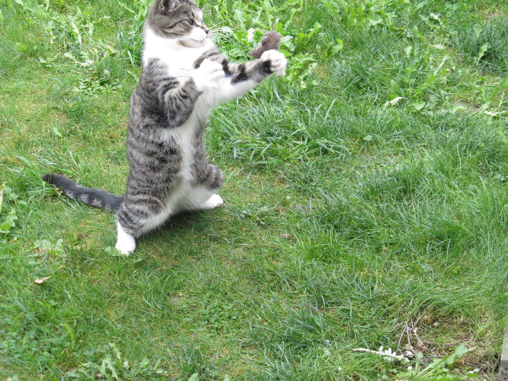 Nos chats d'Amour trop tôt disparus...