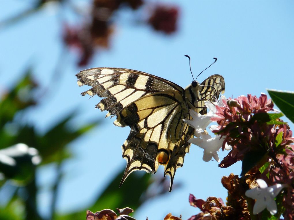 Album - Ballade au jardin