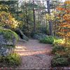 A travers la forêt des Vosges