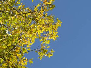 Un petit air d'automne, entre Rouge-gorge et Mésange bleue