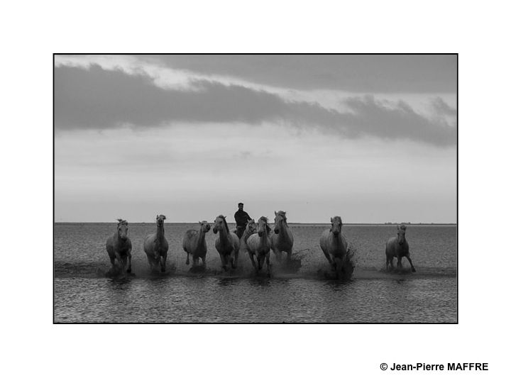 Présent depuis l'Antiquité, le cheval de Camargue est un petit cheval de selle qui vit en semi-liberté dans les marais reconnaissable à sa robe grise.