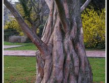 L'arbre sur le parc du lac d'Annecy ...