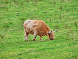 Aberdeenshire - 29 Octobre (le petit veau trop meugnon !!!)