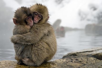 L'histoire du 100ème singe ou l'espoir de l'Humanité pour 2013